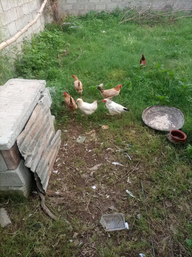 hens for sale — photo 2