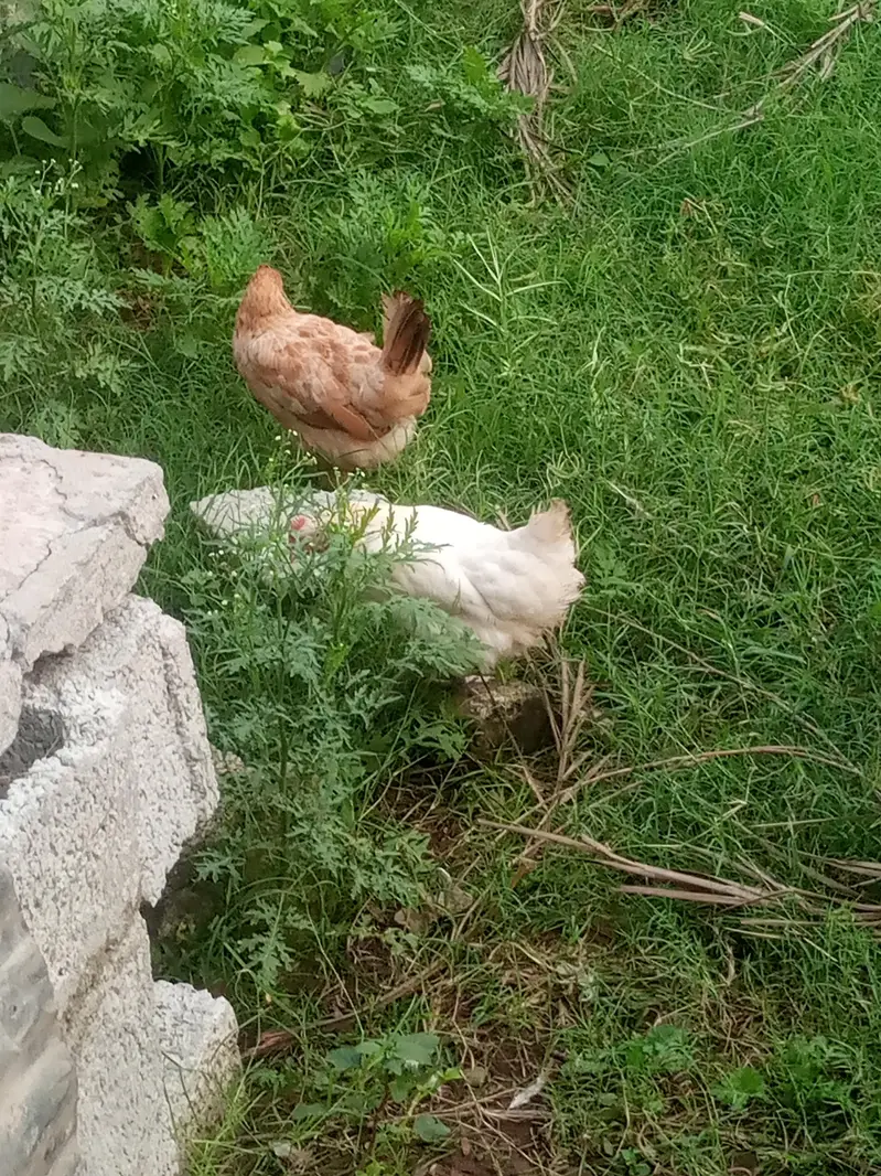 hens for sale — photo 3