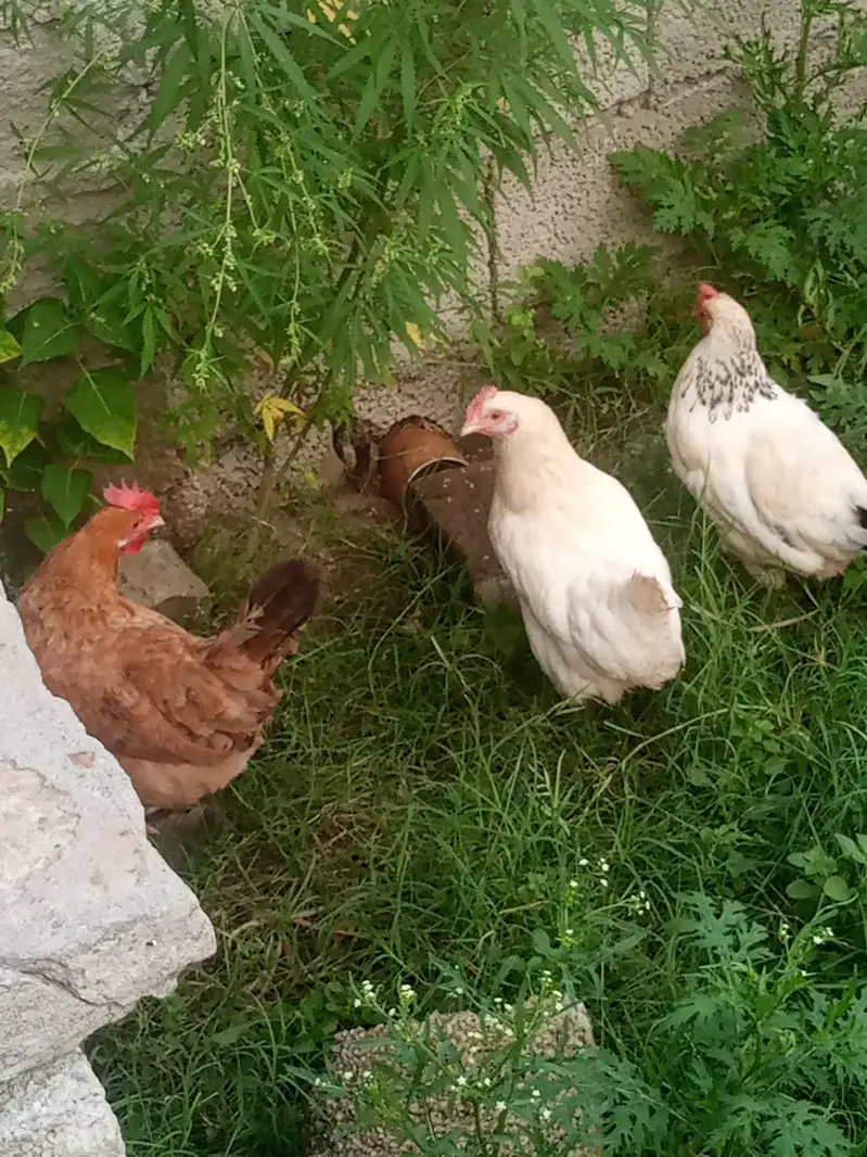 hens for sale — photo 4