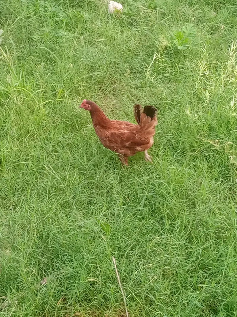 hens for sale — photo 5