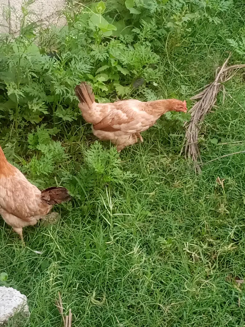 hens for sale — photo 6
