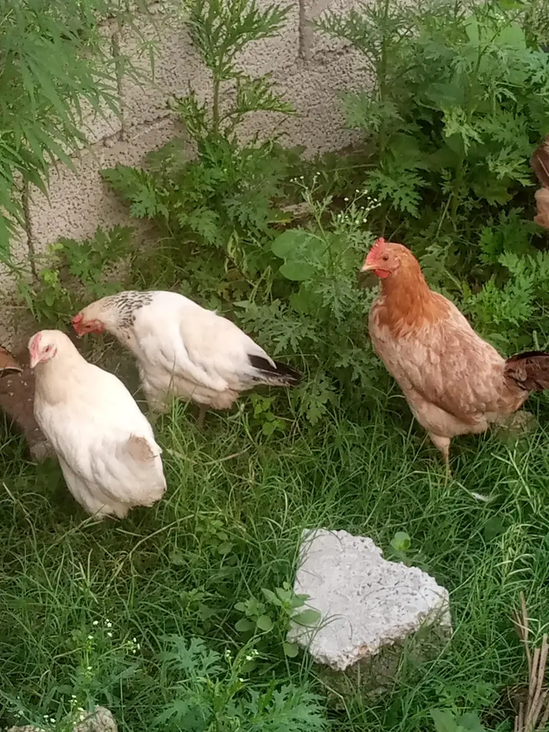 hens for sale — photo 7