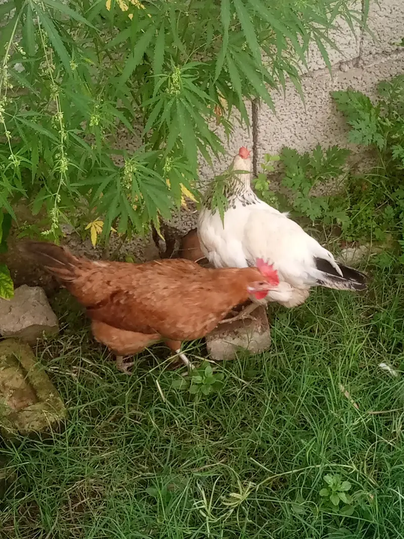 hens for sale — photo 8