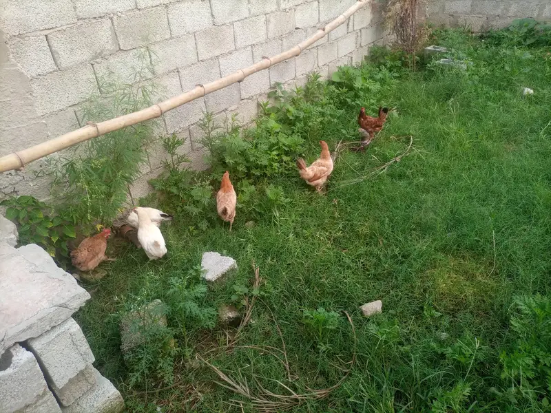 hens for sale — photo 9