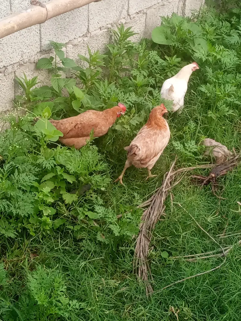 hens for sale — photo 10