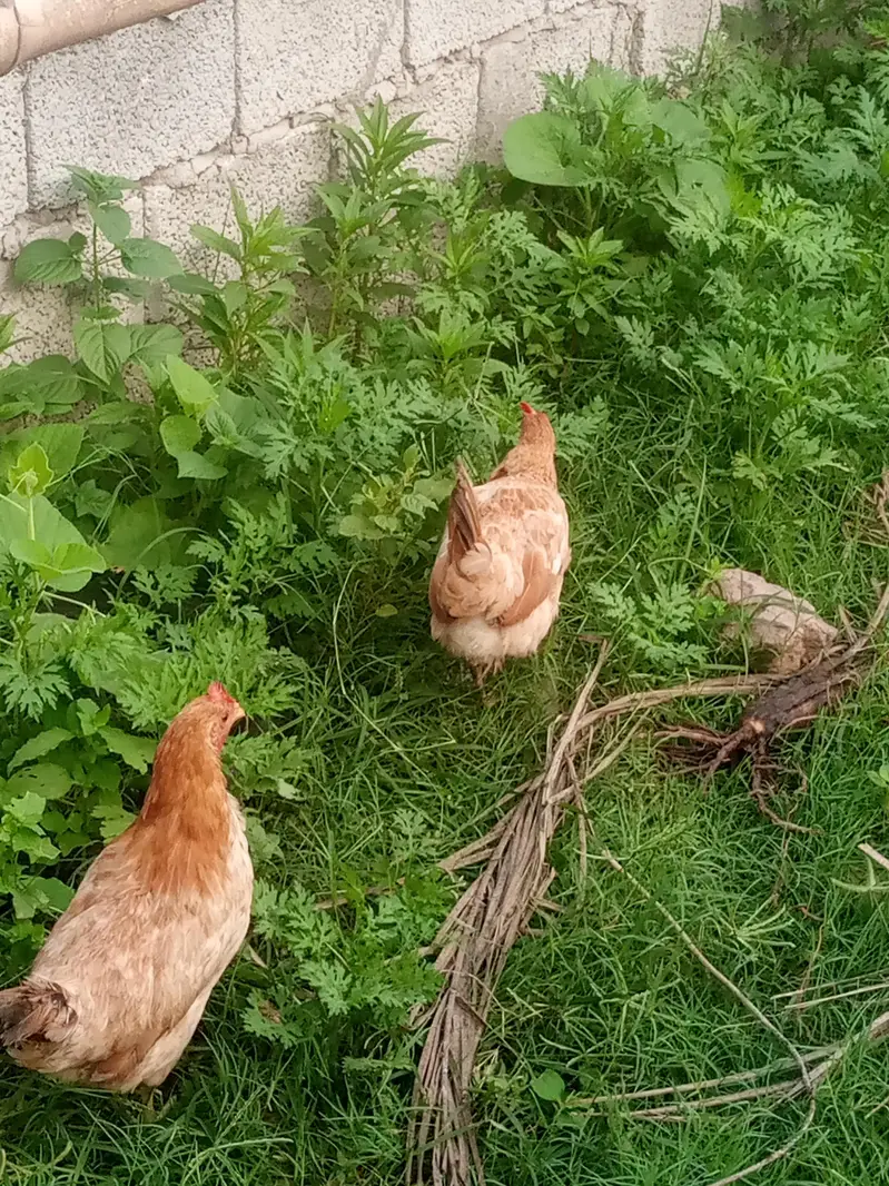hens for sale — photo 11