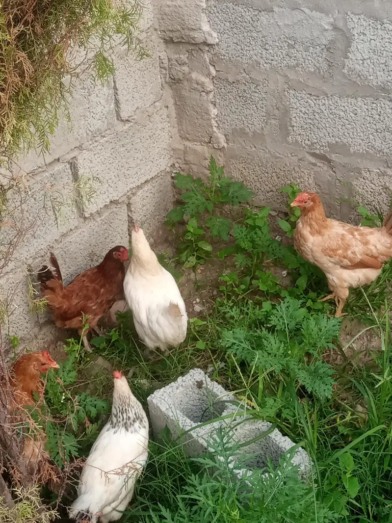 hens for sale — photo 12