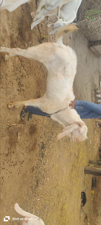 Bakar bary sale
