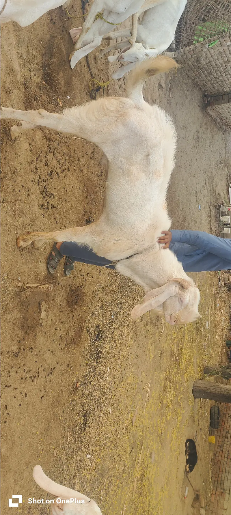 Bakar bary sale