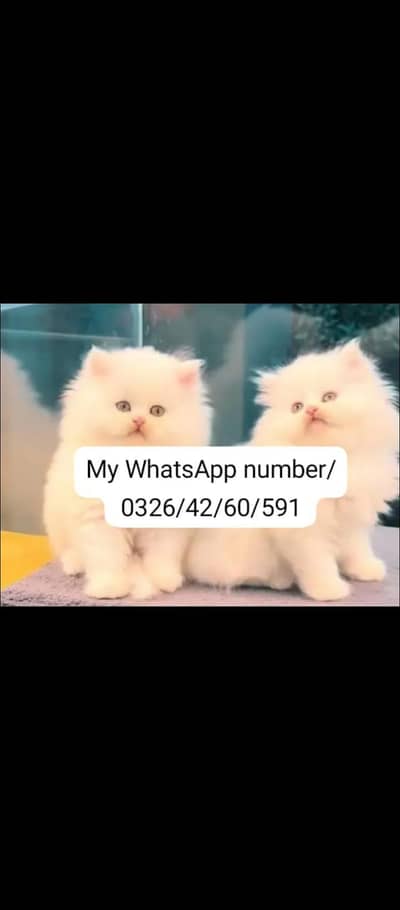 Persian baby Cat 2 month age for sale