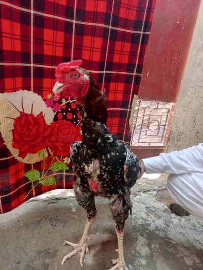 sale pure Aseel