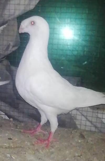فار سیل لوکیشن راولپنڈی