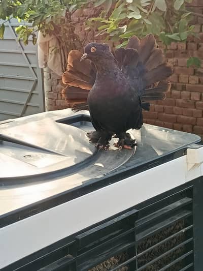pigeon  chenj bi kr sakty ho