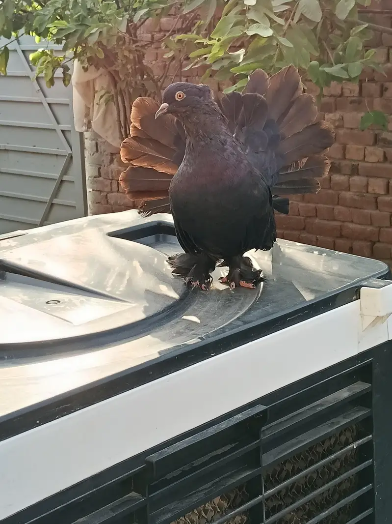 pigeon  chenj bi kr sakty ho