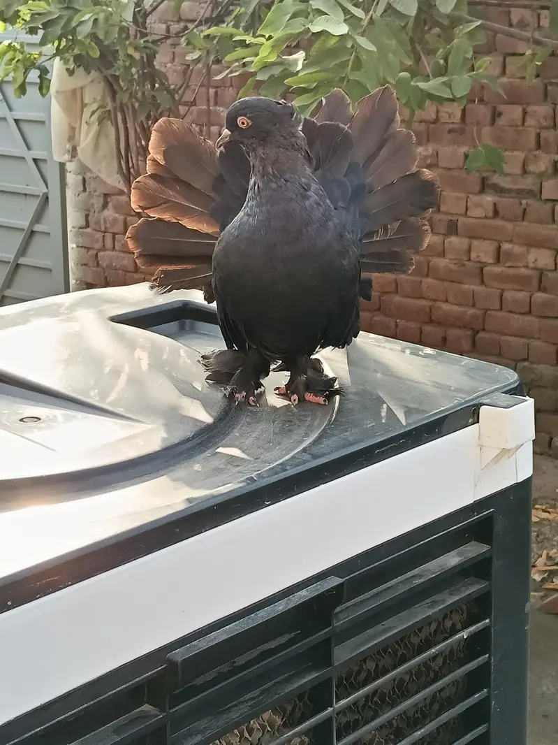 pigeon  chenj bi kr sakty ho — photo 2