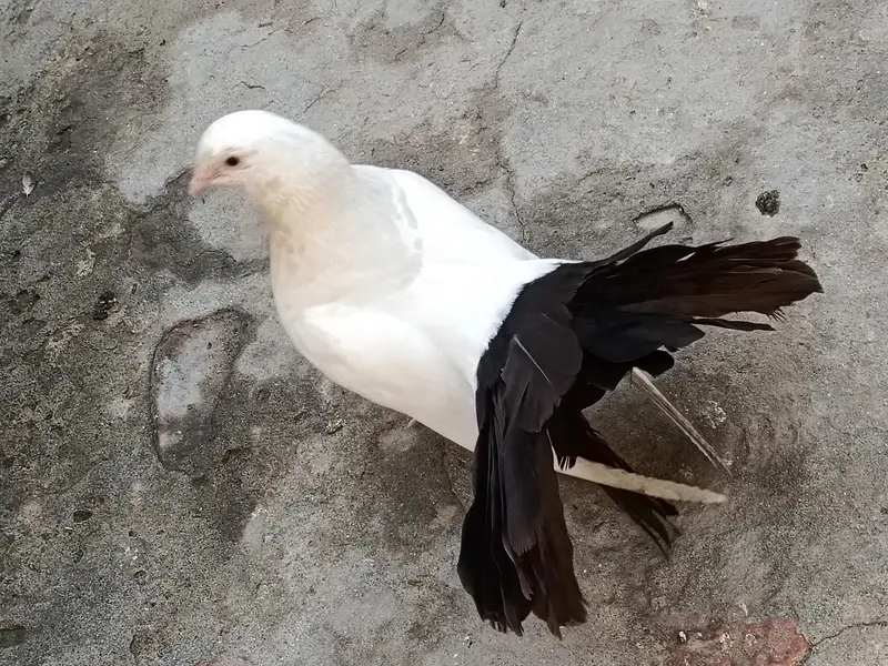 pigeon  chenj bi kr sakty ho — photo 3