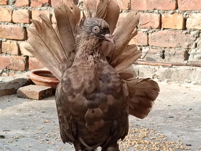 pigeon  chenj bi kr sakty ho — photo 4