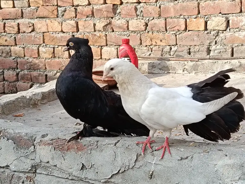 pigeon  chenj bi kr sakty ho — photo 5