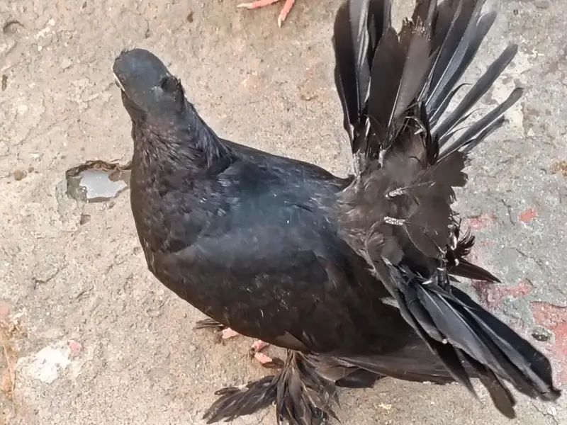 pigeon  chenj bi kr sakty ho — photo 6