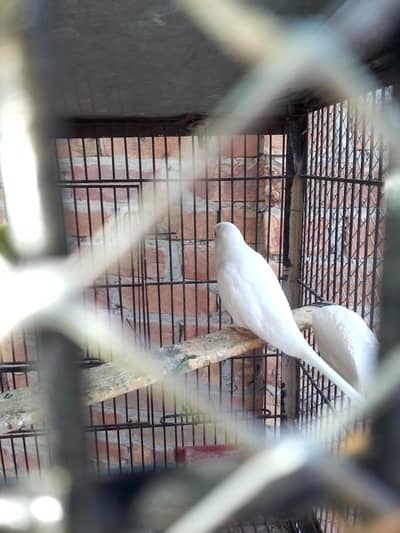 breeder pair and extra white red eye female