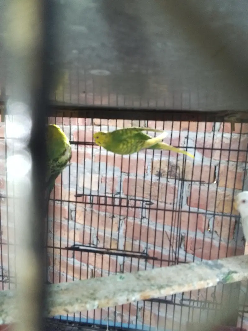 breeder pair and extra white red eye female — photo 3