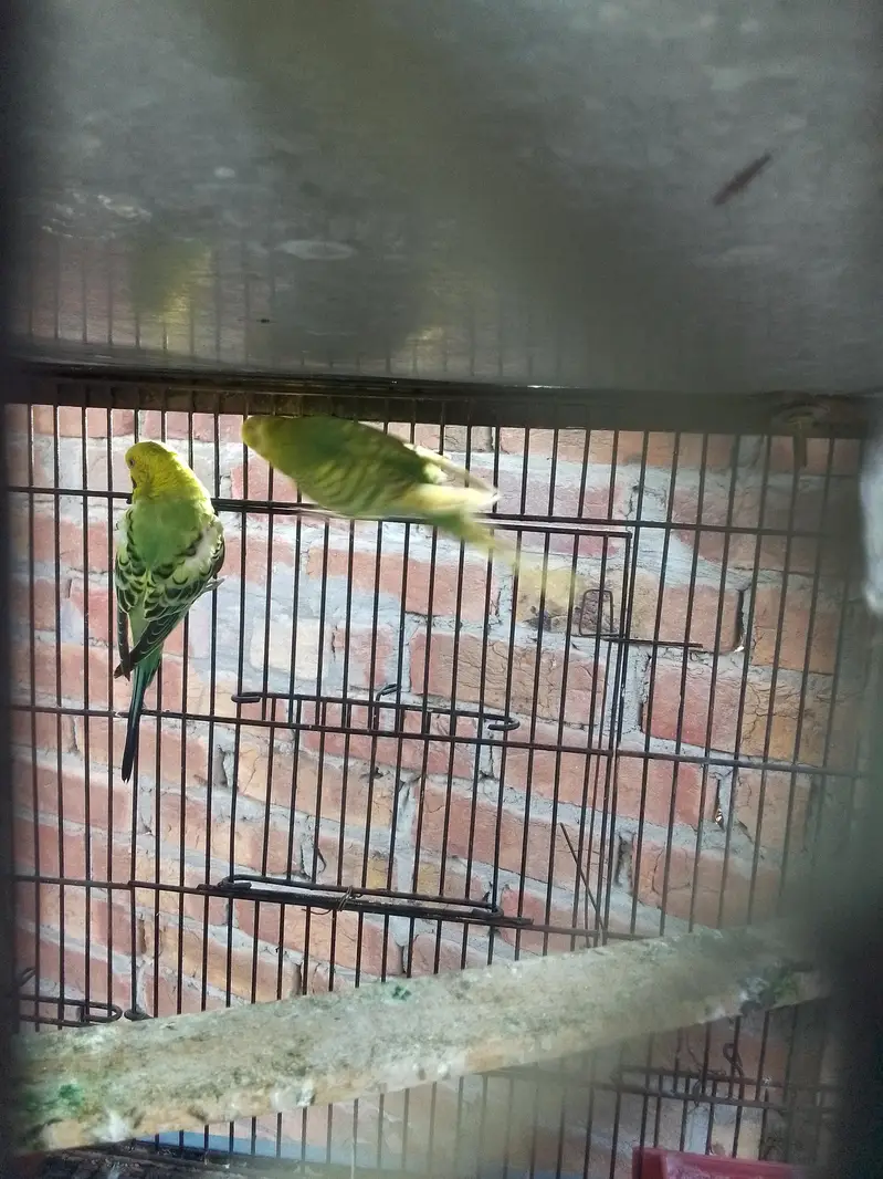 breeder pair and extra white red eye female — photo 4
