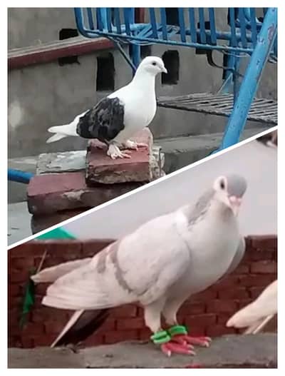 Lucky Pigeon For Sale Ready To Breed