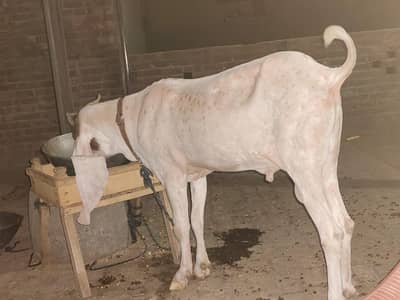 Healthy White Male Goat (Bakra)