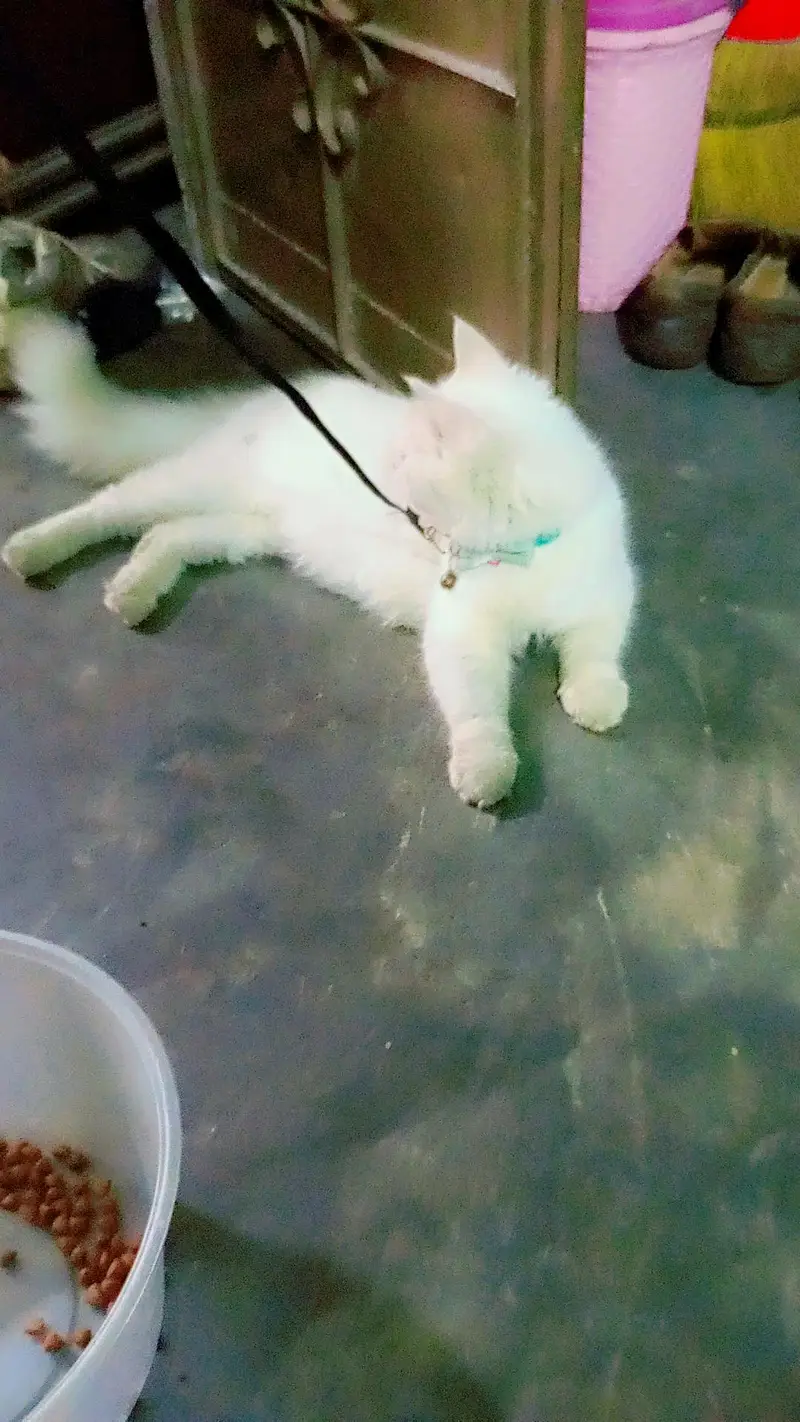 cat for sale — photo 2