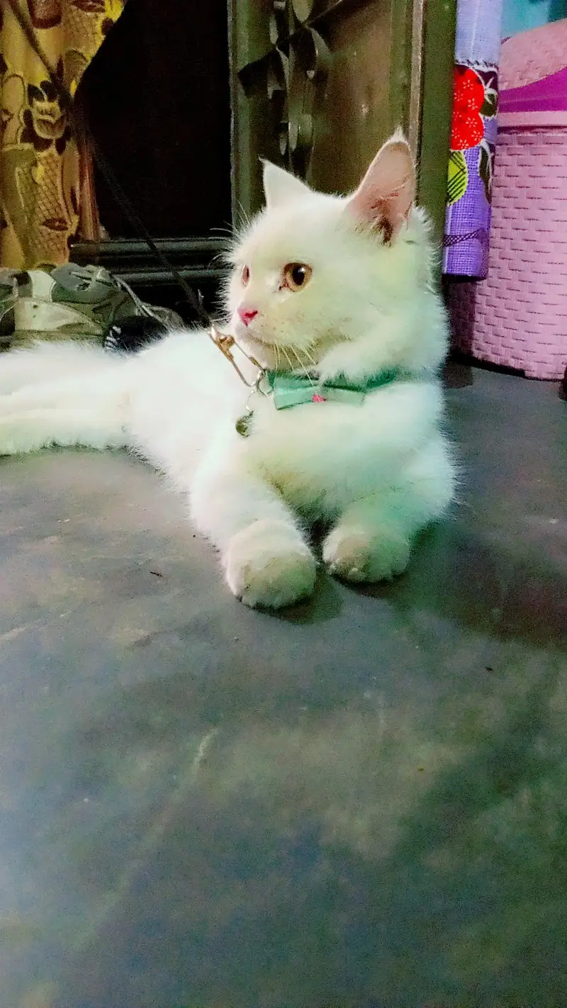 cat for sale — photo 3