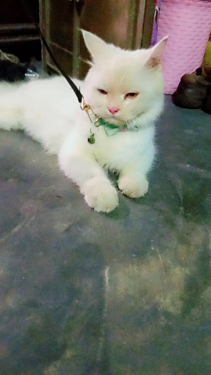 cat for sale — photo 4