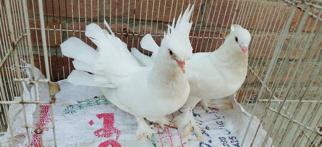 pegion for sale