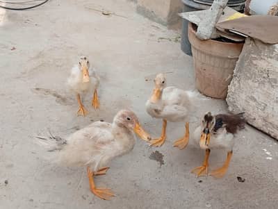 Duck Baby  3 month