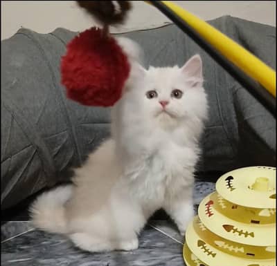 persian female/male kitten/cat triple coat/punch/semipunch