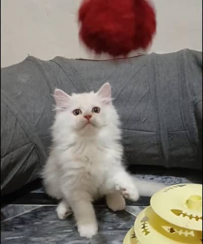 persian female/male kitten/cat triple coat/punch/semipunch