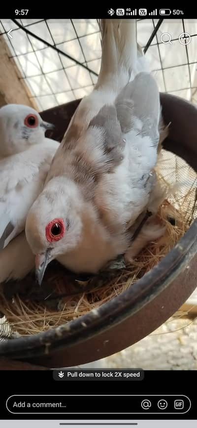 Silver Pied Dove breeder Pair