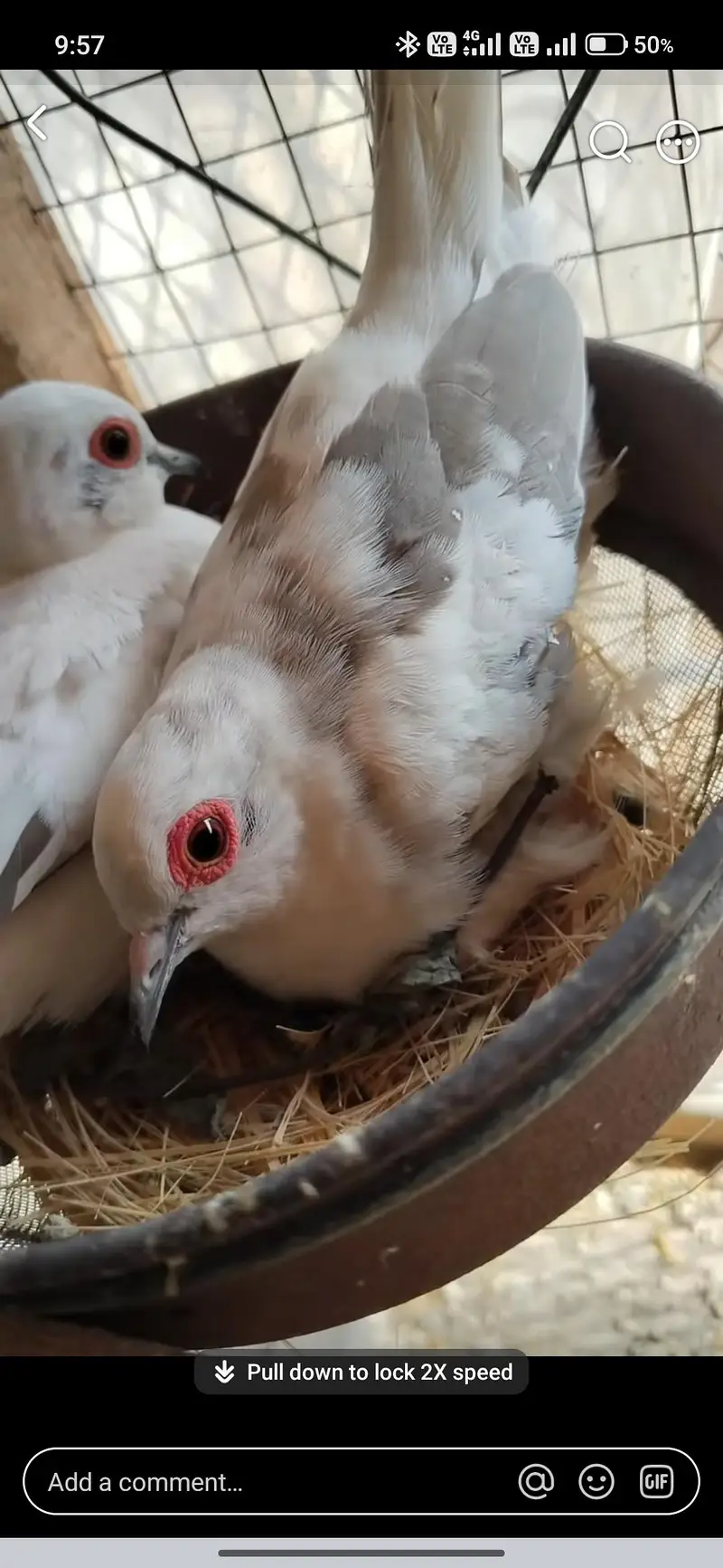 Silver Pied Dove breeder Pair