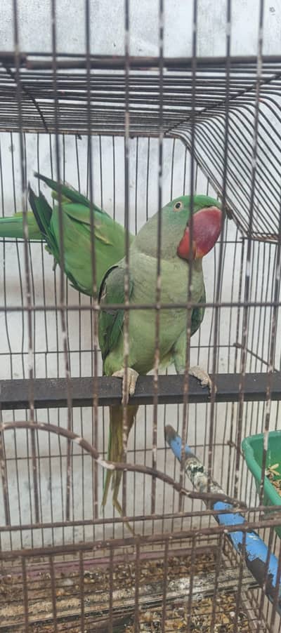 raw female for sale