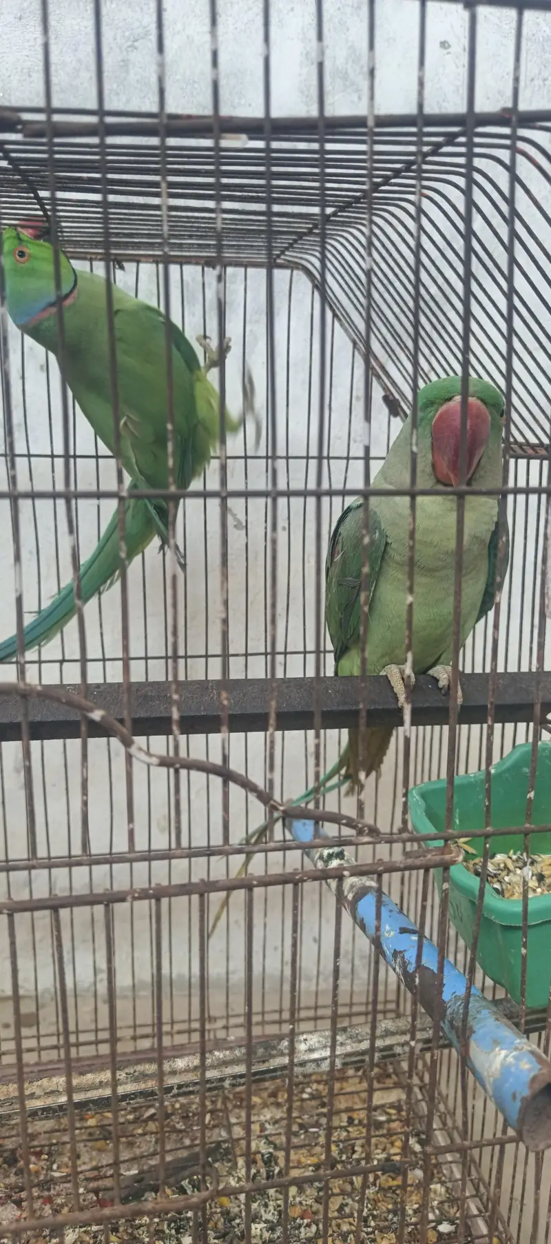 raw female for sale — photo 2