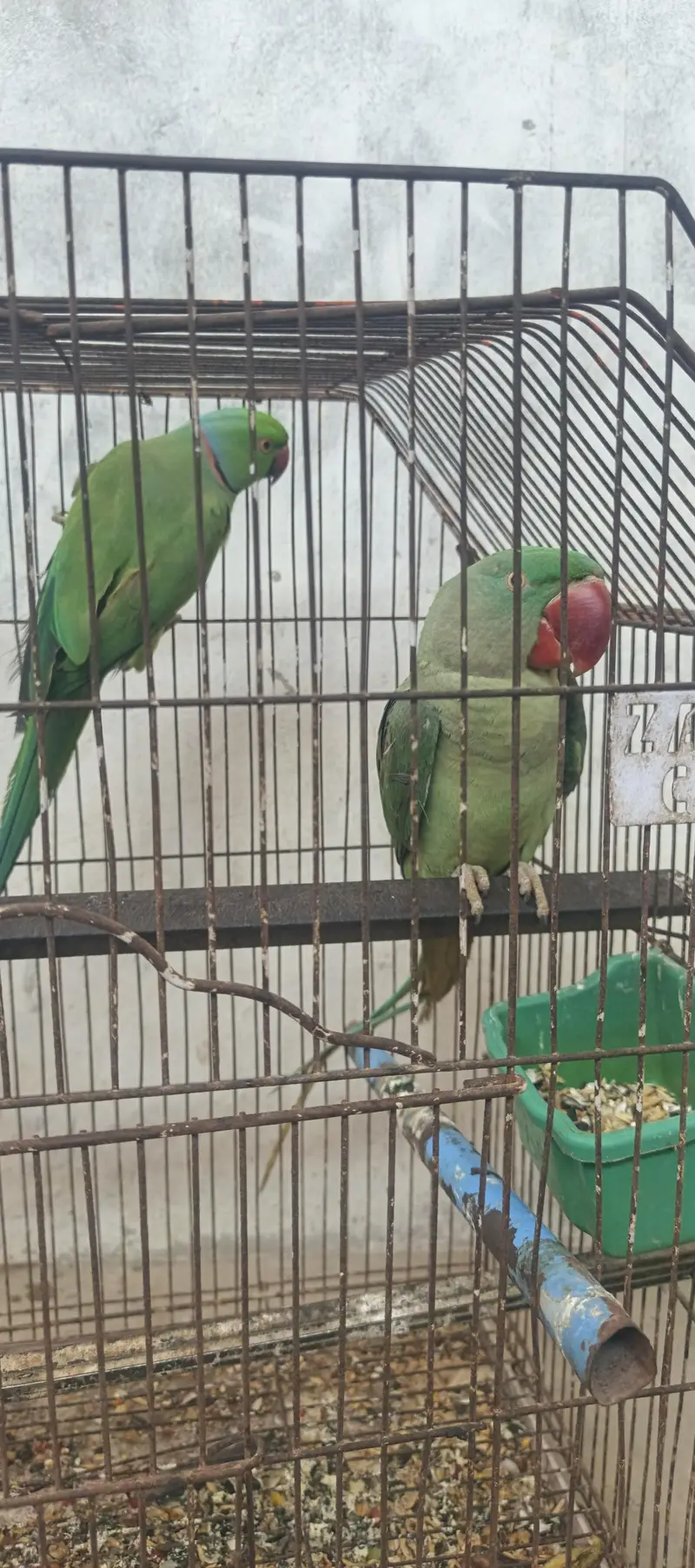 raw female for sale — photo 3