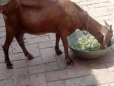 Gabban Tyar Bakri