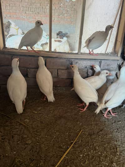 Pure American White Albino Chakor Available for Sale