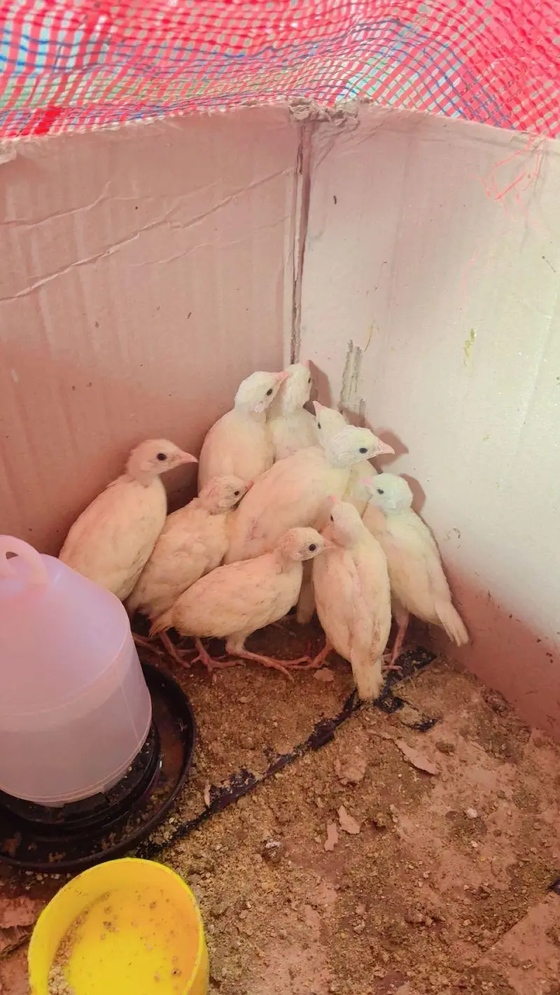 Pure American White Albino Chakor Available for Sale — photo 2