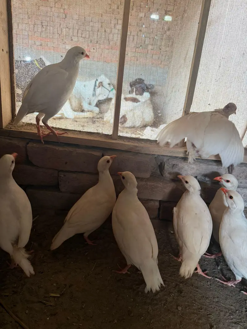 Pure American White Albino Chakor Available for Sale — photo 3
