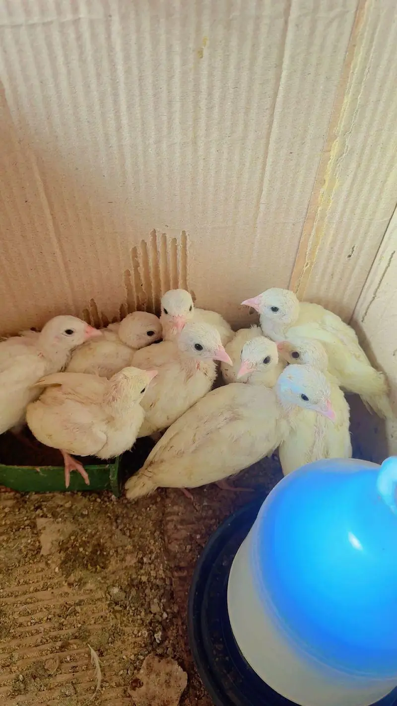 Pure American White Albino Chakor Available for Sale — photo 4