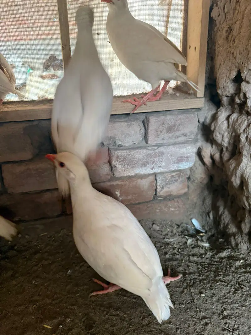Pure American White Albino Chakor Available for Sale — photo 6