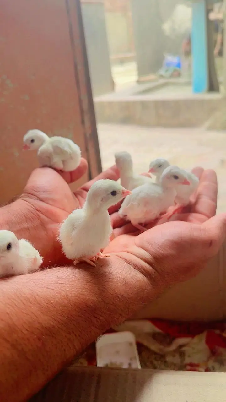 Pure American White Albino Chakor Available for Sale — photo 7