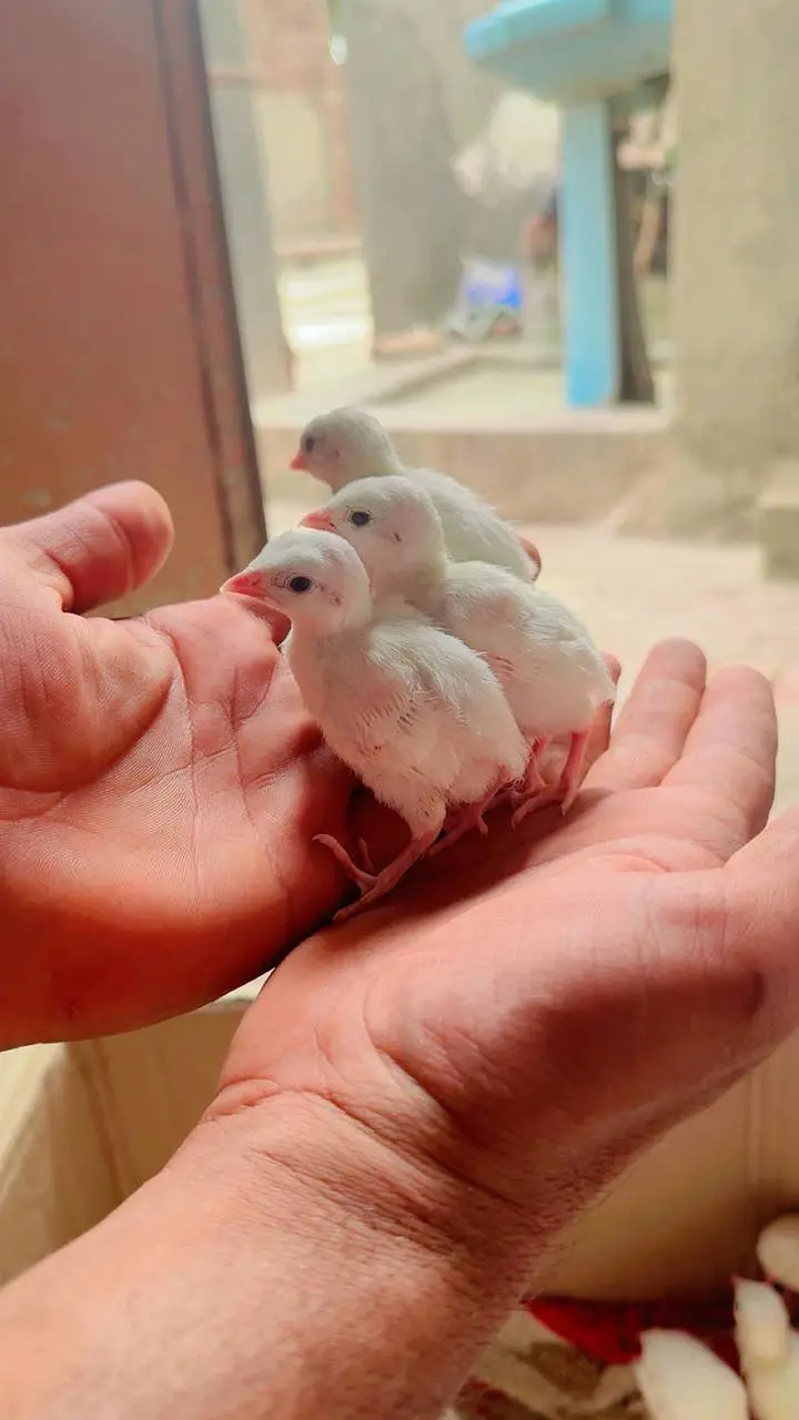 Pure American White Albino Chakor Available for Sale — photo 8