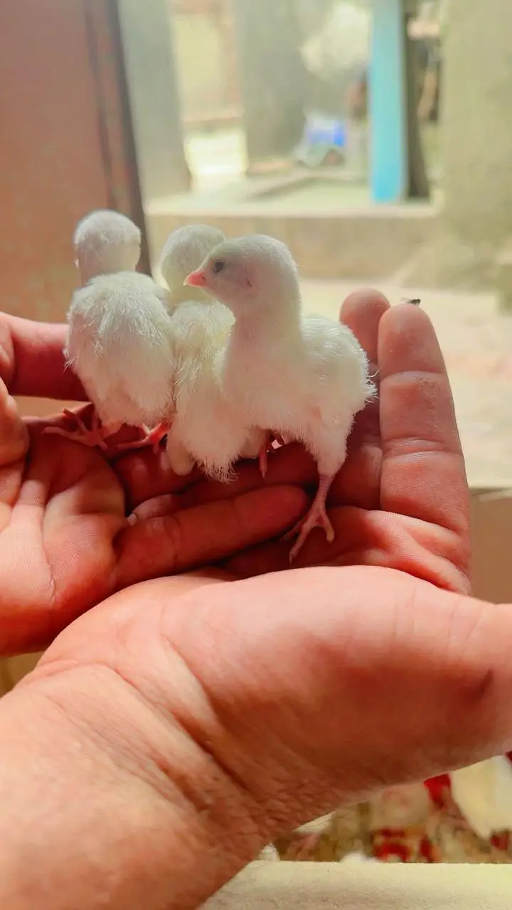 Pure American White Albino Chakor Available for Sale — photo 9