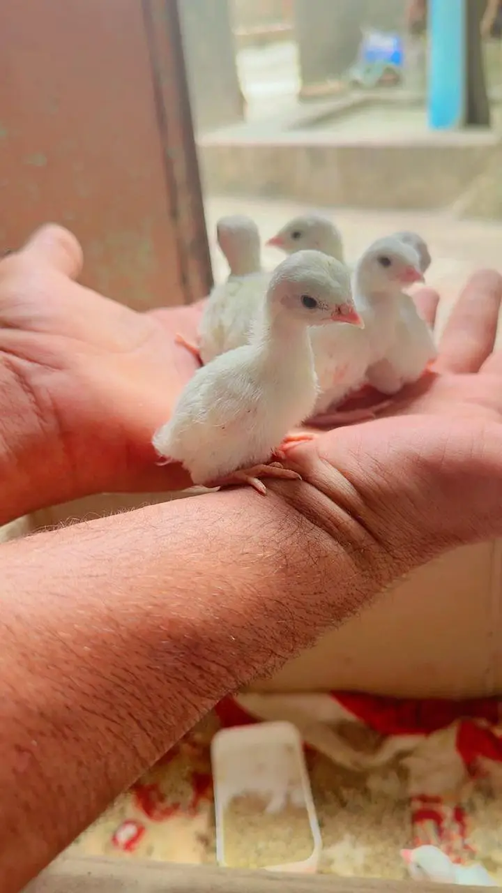 Pure American White Albino Chakor Available for Sale — photo 10